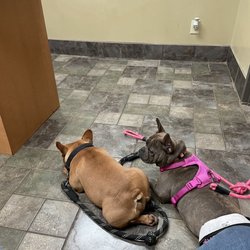 Hamby Road Animal Hospital - Behaving as we wait patiently