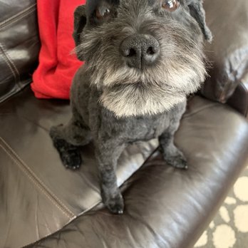 Comb & Collar Mobile Grooming - Rebecca did a great job and giving our girl a short, short cut. Just what I asked for! - Pet Groomers Near Me