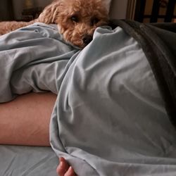 Massage By Dana - Dogs are welcome to this massage room