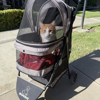 AdorableDolls Ragdolls - Pet Breeders Near Me AdorableDolls Ragdolls - Pet Breeders Near Me