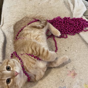 Robyn’s Pet Sitting - Pet Sitting Near Me