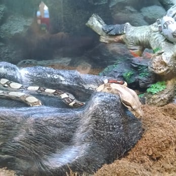 Petco - Lethargic, possibly deceased snake. - Pet Stores Near Me - Santa Rosa, California Petco - Lethargic, possibly deceased snake. - Pet Stores Near Me - Santa Rosa, California
