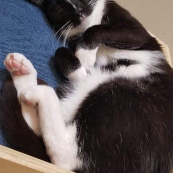 KitTea - Pet Adoption Near Me - San Francisco, California