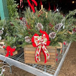 Trees To Please - Winter containers