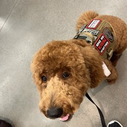 A+ Hair Salon - Service Dog