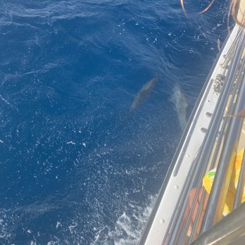 Blue Dolphin Charters - Dolphins! - Boating Near Me - Eleele, Hawaii