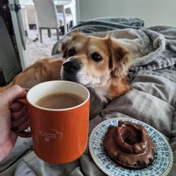 Golden Cream Donut Shop - Best way to wake up! Dogs, donuts, and coffee!