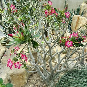 San Antonio Botanical Garden - Desert Rose 4/2026 - Botanical Gardens Near Me - San Antonio, Texas