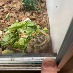 Reptile Island Giftly Beautiful Gift Card Alternative