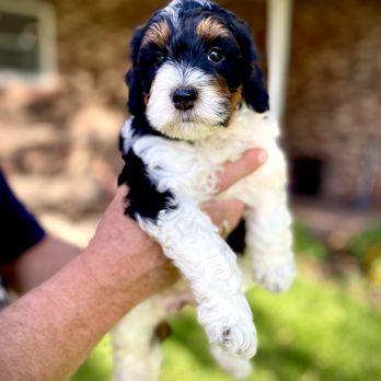 Black Berry Farm Puppies - Pet Breeders Near Me Black Berry Farm Puppies - Pet Breeders Near Me
