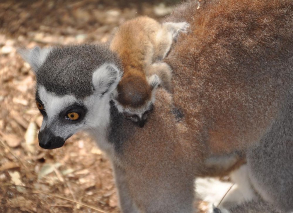 Eudora Wildlife Safari Park, Salley Roadtrippers