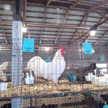 Hamilton County 4-H Fair - Community Centers Near Me - Noblesville, Indiana Hamilton County 4-H Fair - Community Centers Near Me - Noblesville, Indiana