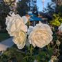 Photo of Reno Municipal Rose Garden