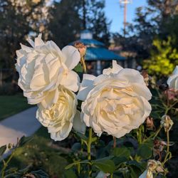 Reno Municipal Rose Garden