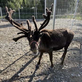 Antler Academy - Gift Shops Near Me - North Pole, Alaska Antler Academy - Gift Shops Near Me - North Pole, Alaska