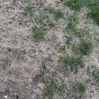 Pro Turf and Pro Pest Solutions - Backyard - Tree Services Near Me - Belton, Missouri Pro Turf and Pro Pest Solutions - Backyard - Tree Services Near Me - Belton, Missouri