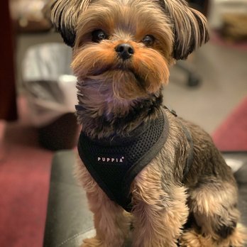 Pawsitive Foundation Dog Training - Sitting patiently waiting for dad with the treats - Pet Training Near Me - Newport Beach, California Pawsitive Foundation Dog Training - Sitting patiently waiting for dad with the treats - Pet Training Near Me - Newport Beach, California