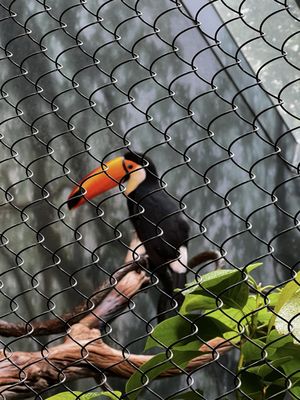 Woodland Park Zoo by null