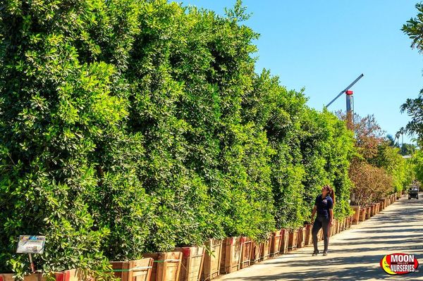 Moon Valley Nurseries Gilroy 520 Rucker Ave Gilroy Ca Nurseries Mapquest