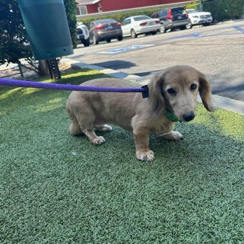 OC Veterinary Medical Center - Veterinarians Near Me - Orange, California OC Veterinary Medical Center - Veterinarians Near Me - Orange, California