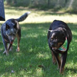 K-9 Behavior Rehabilitation