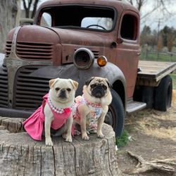 Farr West Animal Hospital - Tess & Nora