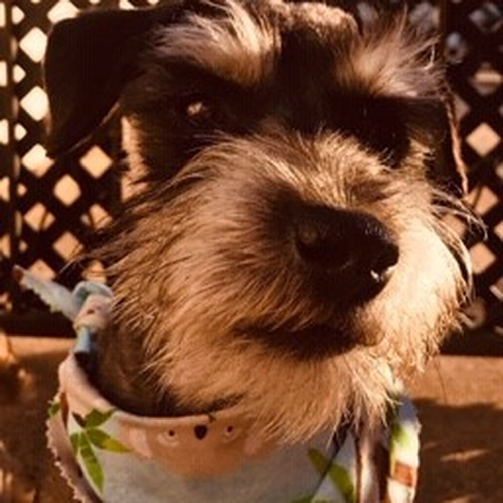 T. Rae K9 Training and Pet Services - Squiggy - Pet Training Near Me