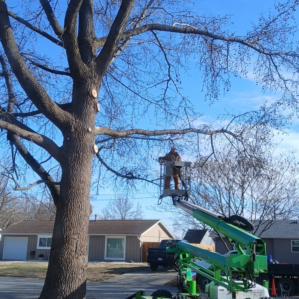 Mason Tree Service - The start of a job, well done.Thank you once again - Tree Services Near Me