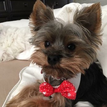 best shampoo for yorkies at petsmart