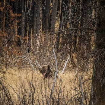 Wild Wyoming Tours - Grizzly Bear in the Tetons mountains. - Tours Near Me - Jackson, Wyoming Wild Wyoming Tours - Grizzly Bear in the Tetons mountains. - Tours Near Me - Jackson, Wyoming