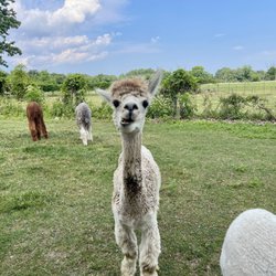 Gibraltar Bay Alpaca Farm