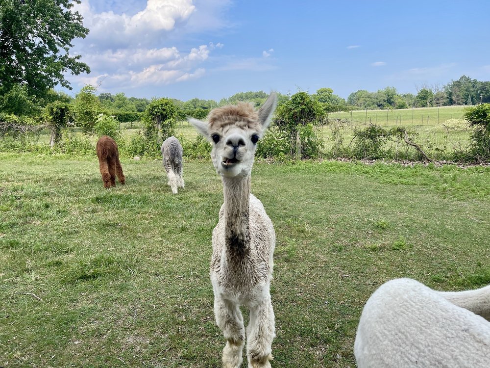 Gibraltar Bay Alpaca Farm Logo