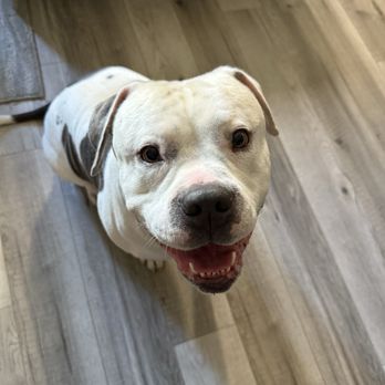 Long Beach Animal Urgent Care - Junior - Veterinarians Near Me - Long Beach, California Long Beach Animal Urgent Care - Junior - Veterinarians Near Me - Long Beach, California