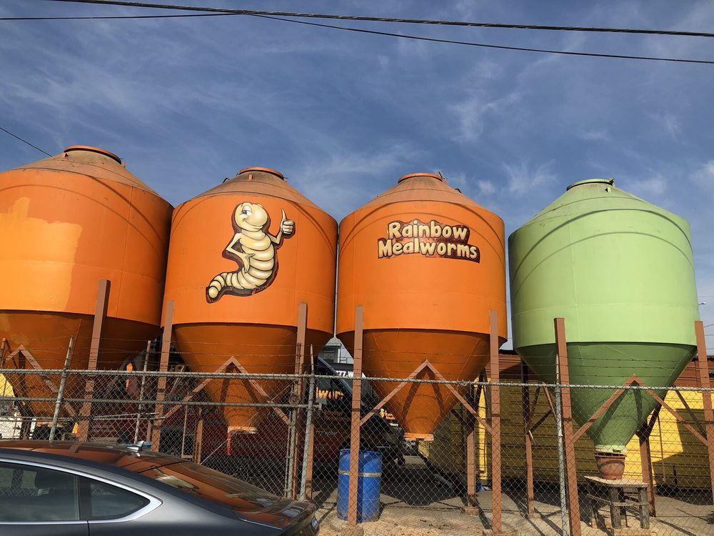 RAINBOW MEALWORMS 98 Photos & 131 Reviews Reptile Shops 126 E Spruce St, Compton, CA