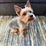 Photo of Waggy Butts Mobile Pet Grooming