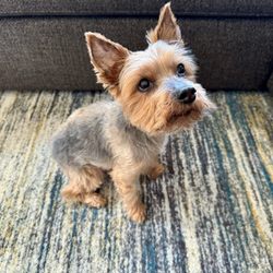 Waggy Butts Mobile Pet Grooming