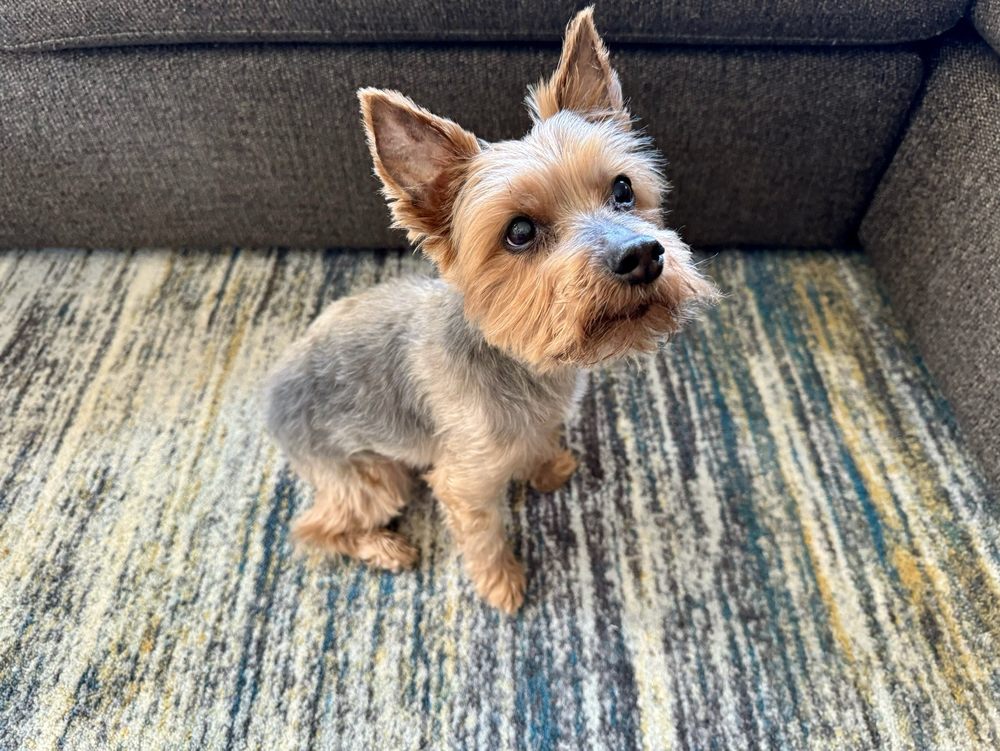Waggy Butts Mobile Pet Grooming - pet boarding facility in Jersey City, NJ