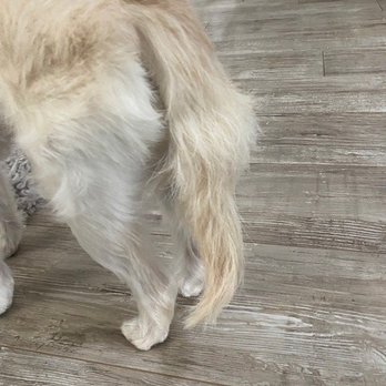 Barkin' Creek - Zilker - what happen to his tail?? The underside is just not right either. - Pet Stores Near Me - Austin, Texas Barkin' Creek - Zilker - what happen to his tail?? The underside is just not right either. - Pet Stores Near Me - Austin, Texas