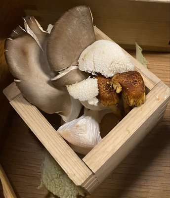 dipdipdip Tatsu-Ya by null