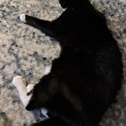 Women's Animal Center - Maddie cat - 16 yrs old