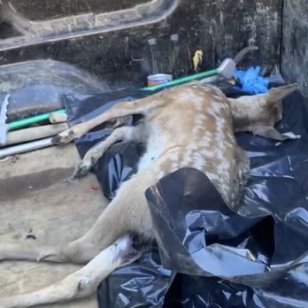 One Stop Wildlife Management - We remove deceased animals as well! - Wildlife Control Near Me - Oakland, California One Stop Wildlife Management - We remove deceased animals as well! - Wildlife Control Near Me - Oakland, California
