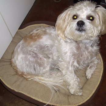 Airdrie Dog & Pony - Princess, er Prince Bailey - Pet Stores Near Me - Airdrie, Alberta Airdrie Dog & Pony - Princess, er Prince Bailey - Pet Stores Near Me - Airdrie, Alberta