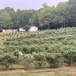 Tuckaway Blueberry Farm - 700 bushes, 14 varieties!