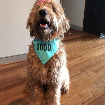 Peace Love Dogs - Pet Training Near Me - Houston, Texas Peace Love Dogs - Pet Training Near Me - Houston, Texas