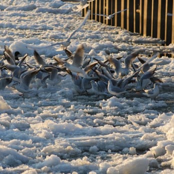 Winterliche Impressionen An Der Elbe - ... da hat einer woanders was zu fressen gefunden - Beaches Near Me - Hamburg, HH
