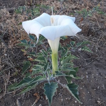 Pacific Electric Trail - Datura stramonium aka jimson weed. Beautiful but dangerous very toxic grows along the path. - Parks Near Me - Rancho Cucamonga, California Pacific Electric Trail - Datura stramonium aka jimson weed. Beautiful but dangerous very toxic grows along the path. - Parks Near Me - Rancho Cucamonga, California