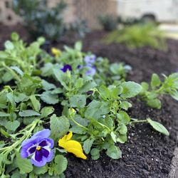 Yard Rehab By Oasis