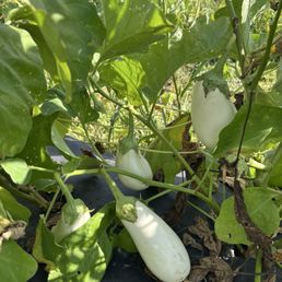 Eggplant Eggplant