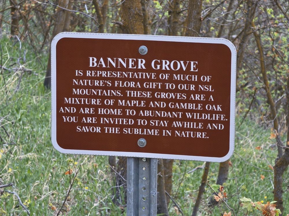 Banner Grove Logo