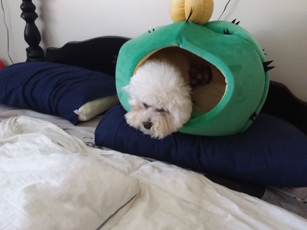 GOLDEN EARS GROOMING 12026 Fletcher Street, Maple Ridge, British